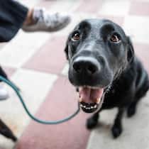 Assistenzhund Theo hat Halterin die Stelle gekostet Schwarzer Labrador sitzt brav - Eine Frau braucht ihren Assistenzhund, doch für einige Arbeitgeber ist das Tier im Büro ein No-Go. Das ist laut Inclusion Handicap diskriminierend – und kein Einzelfall