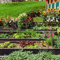 Weg mit dem Rasen, her mit dem Gemüse! Gemüsebeet im Garten