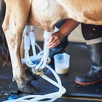Schweizer Bauern spritzen rekordmässig Antibiotika Bauer melkt Kuh