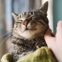 Dreister Erpresser fordert Lösegeld Katze wird gestreichelt