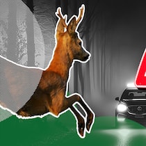 Was Sie bei einem Wildunfall tun müssen Ein Reh will in der dunklen Nacht bei Nebel eine Strasse überqueren, die mit einem Gefahrenschild «Wildwechsel» versehen ist - Besonders im Herbst erhöht sich die Gefahr für Wildunfälle auf Schweizer Strassen. Das sollten Autofahrer tun, wenn es zu einem Zusammenprall kommt.
