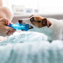 Ruhig Blut! Was tun, wenn der Hund plötzlich zubeisst?