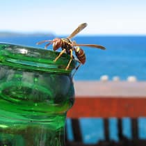 Schmerzhafte Begegnungen Eine Wespe auf einer Bierflasche. Ein Stich im Mund oder Rachen kann sehr gefährlich werden.