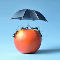 Obligatorische Taggeldversicherung – wie stehen die Chancen? Illustration: Fleissige Ameisen unter einem Schirm – Das sagen die Parteien Obligatorische Taggeldversicherung - wie stehen die Chancen? Im Parlament wird das Rennen für ein Obligatorium eng. Wir haben bei den Parteien nachgehakt