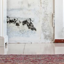 Schimmel in der Wohnung – das ist zu tun Eine möblierte weisse Wand, an der sich schwarzer Schimmel gebildet hat. Wie Mieter bei Schimmelbefall handeln müssen.