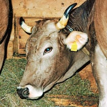 Gift im Fleisch – und niemand tut etwas Schweiz, Elm, Kuehe im Stall