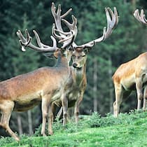 Förster schiessen sich auf Hirsche ein Gruppe von Hirschen im Wald