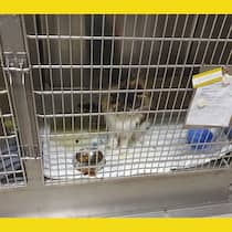 Brisante Bilder aus dem Tierspital Zürich Katze in verschmutztem Käfig: Tierwohl gefährdet Brisante Bilder aus dem Tierspital Zürich Hunde und Katzen, die in ihrem Kot liegen, Schimmel und multiresistente Keime: Recherchen des Beobachters zeigen erschreckende Zustände in der universitären Kleintierklinik in Zürich.