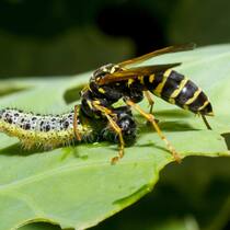 So funktioniert das Immunsystem von Pflanzen Kampf zwischen Wespe und Raupe auf einem Pflanzenblatt