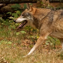 Was sich beim Wolfsschutz ändert Wolf unterwegs im Wald