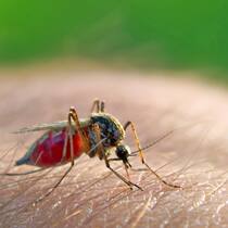 Mehr wirkt nicht besser Eine Mücke (Theobaldia annulata) saugt Blut.