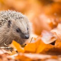 Dem Igel beim Überwintern helfen Igel