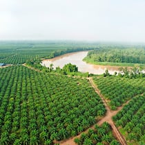 Der Palmöl-Maulkorb Palmöl-Plantage auf Borneo