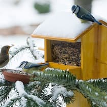 Vermieter verbietet Vogelhäuschen auf Balkon Vogelhäuschen aufstellen Balkon