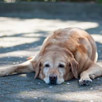 Tipps für tierisch heisse Tage Hund