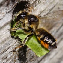 Wenn die Bienen mit den Blumen… Wildbiene bringt Blatt in Bruthöhle