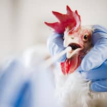 Die wichtigsten Fragen und Antworten zur Vogelgrippe Ein Huhn wird mit auf die Vogelgrippe getestet.
