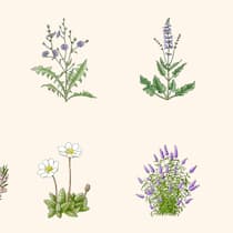 Welche Pflanzen dem Klima trotzen – und welche nicht Illustrationen von Pflanzen