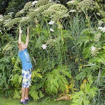 Eine schöne Plage – wie kann man sie bekämpfen? Ein Junge steht vor riesigen invasiven Pflanzen der Art Riesen-Bärenklau