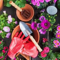 Welche Gartenwerkzeuge es wirklich braucht Ansicht von oben auf mehrere Töpfe mit blühenden Blumen, Gartenhandschuhe und verschiedenes Gartenwerkzeug