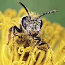 Der Supernützling aus der Kiste Eine Biene in einer Blüte