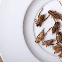 Grillen-Pulver neu in Lebensmitteln erlaubt – das müssen Sie wissen Hausgrillen