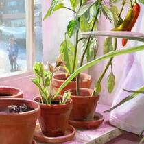 Wer hat hier was geraucht? Drogenverdacht: Chilipflanze