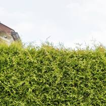 Klassenkampf an der Thujahecke Thuja-Hecke