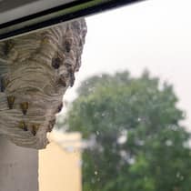 «Lokaler» Anbieter trickst – zu horrendem Preis Ein Wespennest hängt in der Ecke ausserhalb eines Fensters.