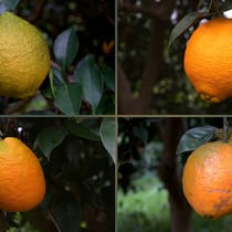 Weniger Foodwaste, mehr Geld für die Bauern Zu grüne Orange, zu unförmige Orange, zu vernarbte Orange, zu kleine Orange (von links oben im Uhrzeigersinn)