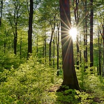 Darum tut uns der Wald so gut Wald im Frühling