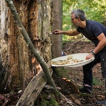Es lebe das Chaos! Thibault Lachat im Sihlwald