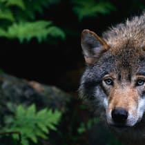 «Der Wolf bedroht Lebensentwürfe» Wolf
