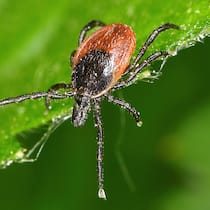 Schutz vor den Blutsaugern Ein Holzbock streckt die Vorderbeine aus auf der Suche nach Nahrung.