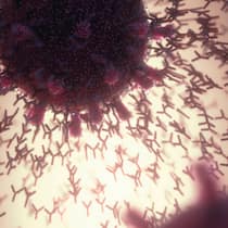 Das müssen Sie über die Impfung wissen Antikörper reagieren auf das Covid-19-Virus.