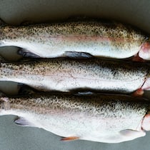 Wer wusste vom Listerien-Todesfall? Drei Forellen auf grauem Hintergrund. Eine Person isst geräucherten Fisch, der mit Listerien verseucht ist, und stirbt. Ein Fall für die Staatsanwaltschaft, denn es handelt sich um mutmassliche fahrlässige Tötung. Nur: Die zuständige Thurgauer Behörde erfuhr erst über die Medien davon. Wie ist das möglich?