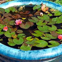 Ein kleines bisschen Teich Biotop