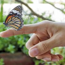 Statt Chemie die Mittel der Natur Statt Chemie die Mittel der Natur