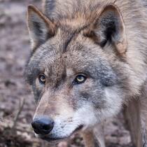 «Wir müssen den Wolf wild halten» «Wir müssen den Wolf wild halten»