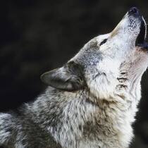 Wer hat Angst vor dem Wolf? Wer hat Angst vor dem Wolf?