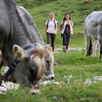 Respekt vor grossen Tieren Wanderer vs. Kühe
