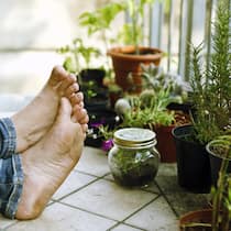 Wie Balkonpflanzen gedeihen Wie Balkonpflanzen gedeihen