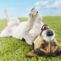 Jeder Hund ist ein Risiko Hund