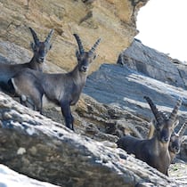 Besuch bei den Alpenkönigen Steinböcke