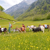 Mit Packgeissen im Glarnerland Mit Packgeissen im Glarnerland