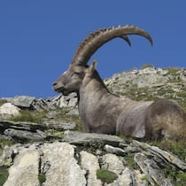 Geraubt und gerettet Geraubt und gerettet