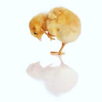 Was tun mit einem Vogel, der aus dem Nest gefallen ist? Was tun mit einem Vogel, der aus dem Nest gefallen ist?