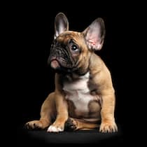 Das schmutzige Geschäft mit den importierten Hundewelpen Französische Bulldogge