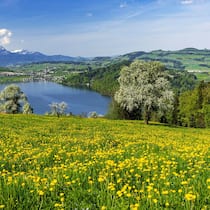 «Wenn eine Art ausstirbt, droht eine Kettenreaktion» PJPAHY View of Lake Zug and Mount Pilatus, in front of the blossoming field of dandelions and pear trees, Walchwil, Canton Zug