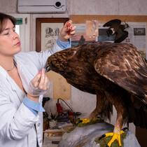 Ein Herz für tote Tiere Anita Purtschert restauriert einen Adler